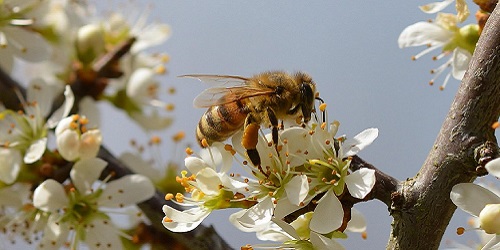 fruehling banner