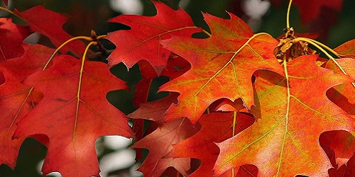 Herbst - Angebote aus D-A-CH und Südtirol
